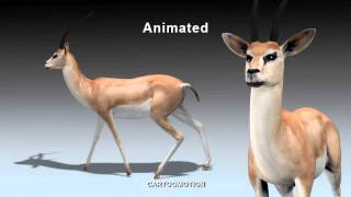GAZELLE 3D model from CGTrader.com
