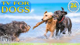 Dog TV 24/7: Ultimate Dog Entertainment & Fun Videos Dog with Music for Dogs to Stop Boredom All Day