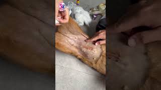 🐾 Chăm Sóc Vết Mổ Đúng Cách – Bí Quyết Giúp Bé Cưng Hồi Phục Nhanh Hơn ❤️