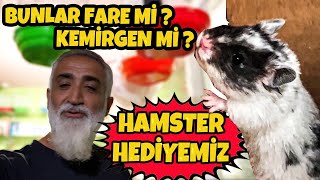 KARARSIZ KALDIM HAMSTER MI ? PİRANA MI ? ~ SEÇİMİ TUNCAYA BIRAKTIM