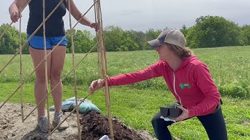 Making A Pole Bean Teepee