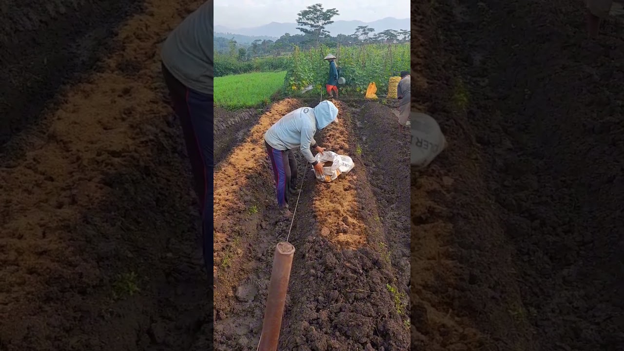 Menabur pupuk dasar untuk tanaman mentimun 