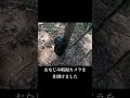 絶対に犯人見つける #shorts #山開拓