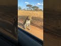 Panic leopard 😂