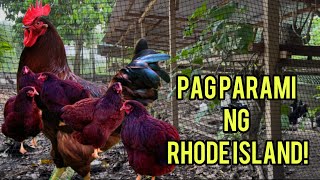 2 BREEDING PENS NA ANG RHODE ISLAND RED! Rir Rooster