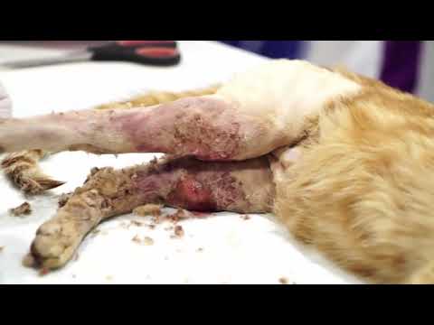 一直不知道，为什么有的人会讨厌猫？