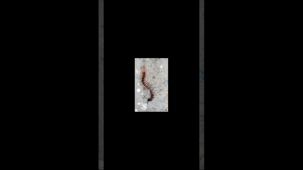 I Decided To Keep My Bathroom Centipede