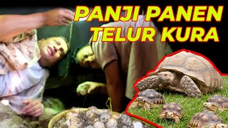 RARE OCCASION PANJI | HARVESTING SULCATA EGGS