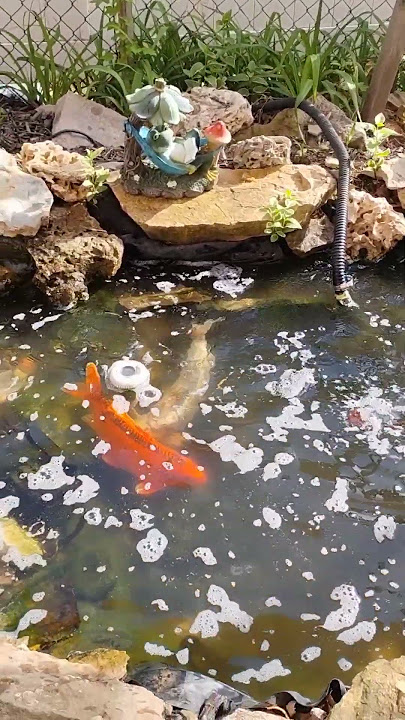 Kolam Ikan Koi Berbusa dan Bau Amis