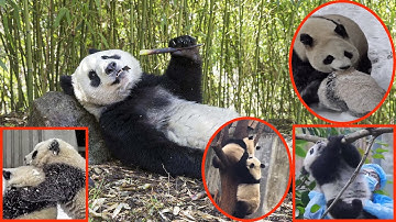 Cute panda video collection |Cute pandas playing on the slide |Funny baby pandas |Baby panda falling