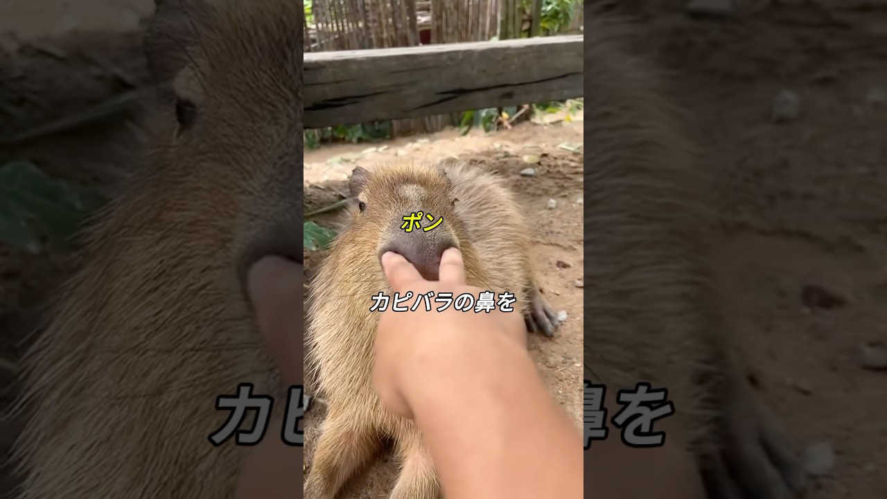 カピバラは怒ることがあるのか？