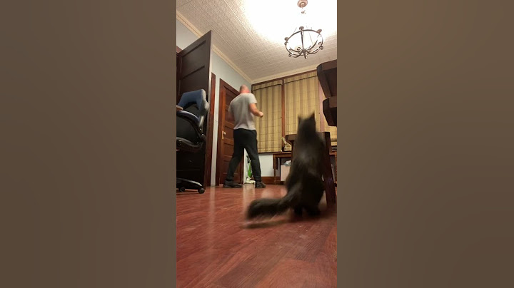 Woman Pulls Fake Snake Prank on Husband Leaving Him Screaming in Terror - 1208342