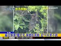 最新》麻豆猴害！闖民宅.果園吃到飽 追10天抓不到@newsebc