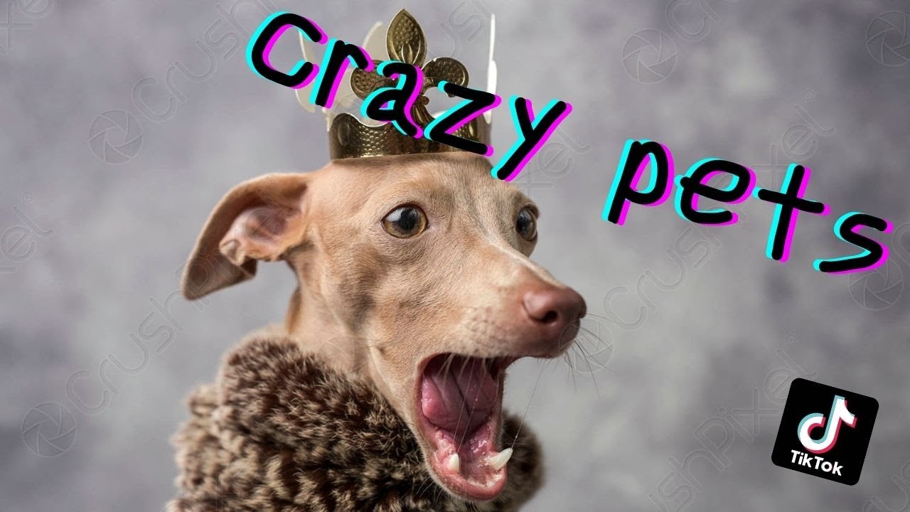 Funny pets that will make your day tik tok - YouTube