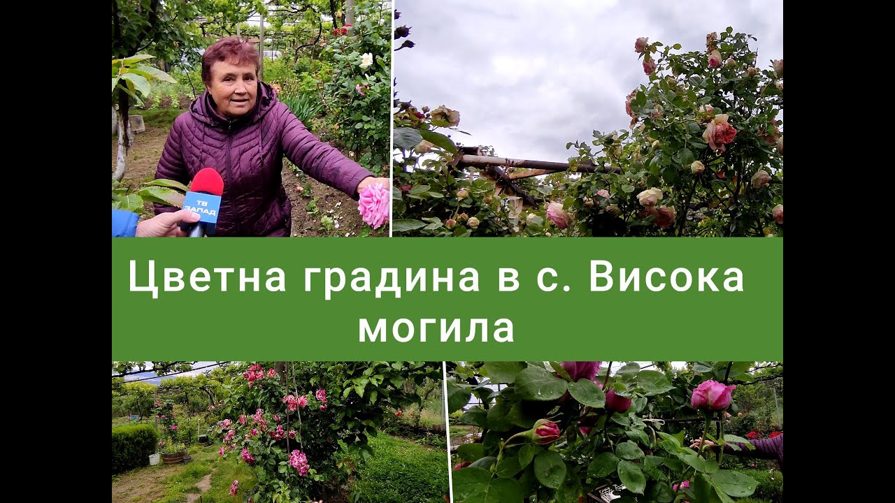 За розите с грижа и любов! Цветна градина в село Висока могила!