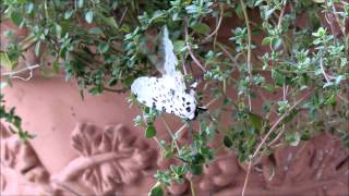 Giant Leopard Moth Or Eyed Tiger Moth Hypercompe Scribonia