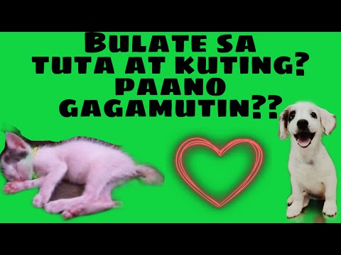 Video: Roundworms Sa Aso: Mga Sanhi, Sintomas, At Paggamot