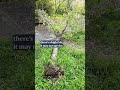 Woman breaks 20-year-old cherry blossom tree after climbing it for a photo in China