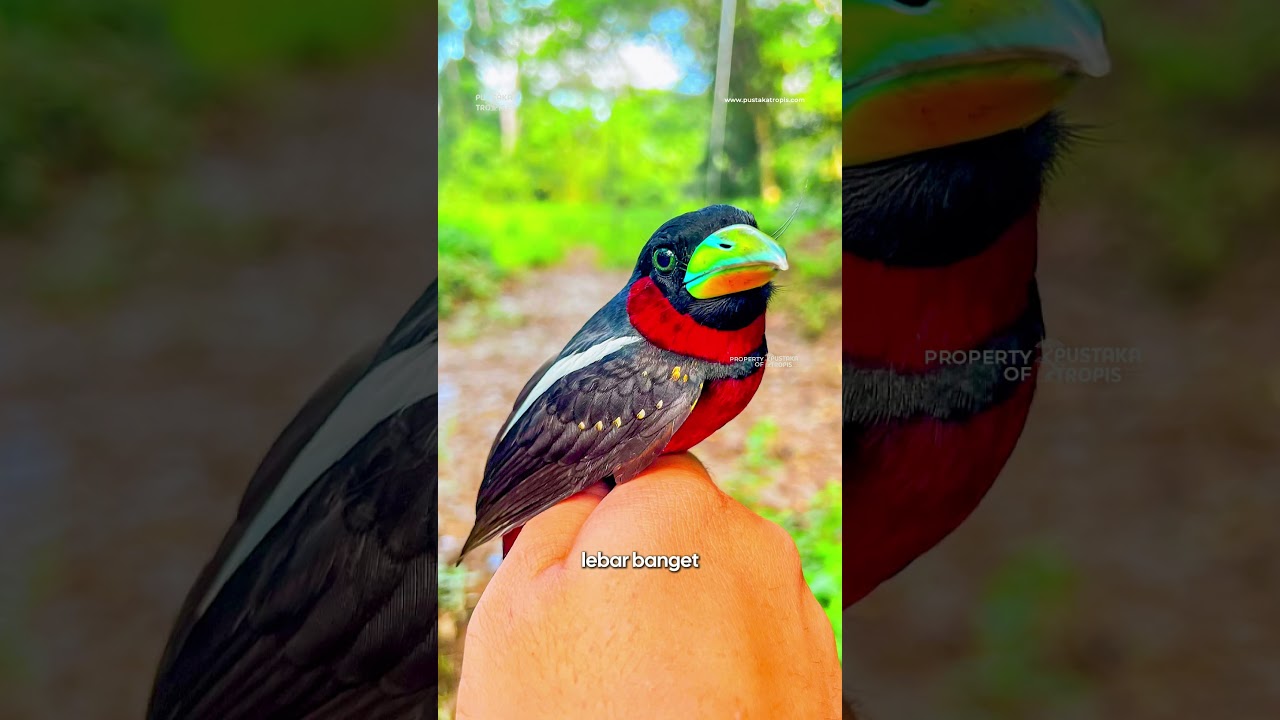 Sudah pernah dengar suaranya belum? tonton sampai habis #sempurhujansungai #indonesiaendemic #borneo