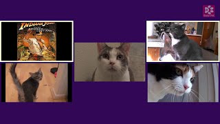 Cats Meowing THE RAIDERS MARCH   (INDIANA JONES) (short excerpt) (Acapella)
