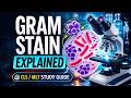 02 Gram Stain & Direct Microscopic Examination Explained | Clinical Microbiology (CLS / MLT )