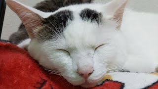 のんびり猫のお昼寝配信！娘からのプレゼントもお見せします！