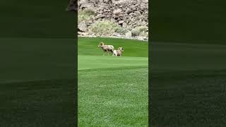 Rams Butt Head on Golf Course