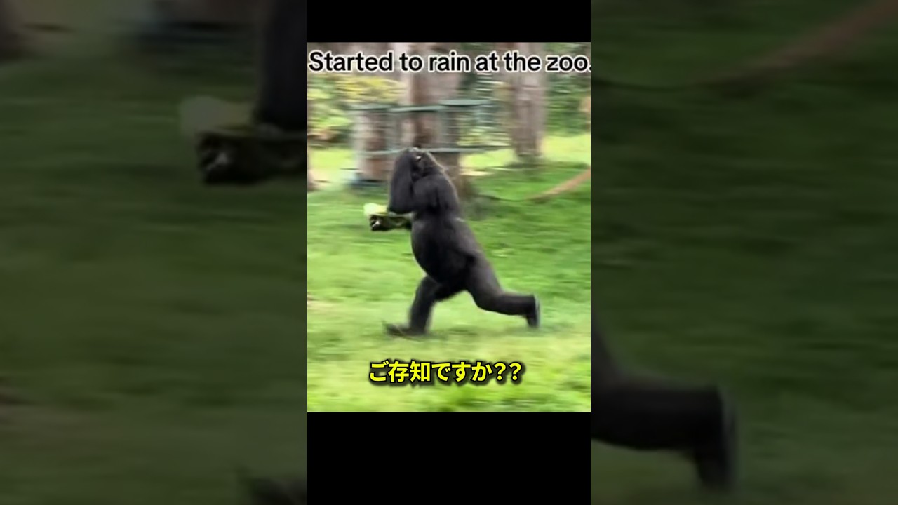 ゴリラも雨に濡れるのが嫌いです
