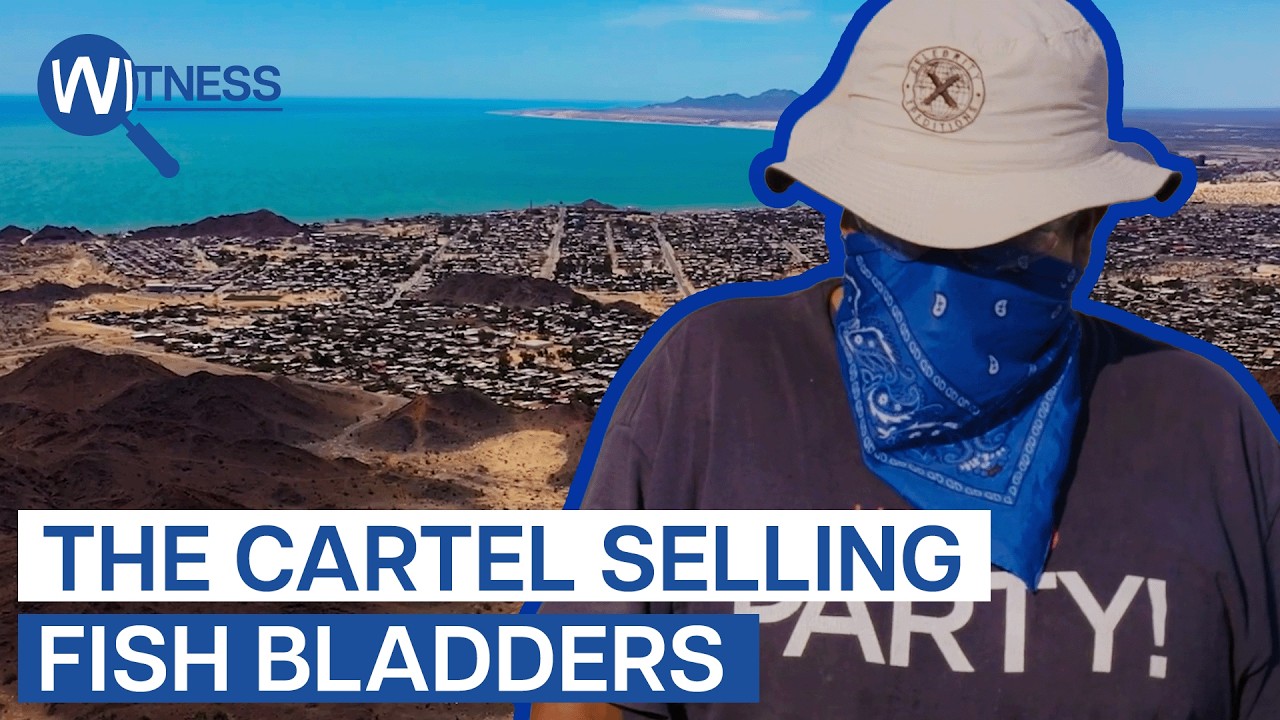 Cocaine of the Sea: Inside Mexico's Totoaba Cartel