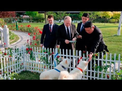 Ким Чен Ын подарил Владимиру Путину собак северокорейской породы пхунсан