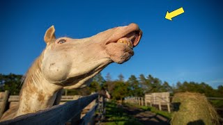 Woman Finds Strange Horse In Abandoned Stable - Vet Bursts Into Tears After Seeing The Horse. by I Heart Animals 1,125 views 2 months ago 12 minutes, 55 seconds