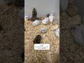 #ハムスター #ハムスターのいる生活 #ハムスターかわいい面白い #ハムスター好きと繋がりたい #ハムスター動画 #ハムスター日記
