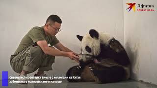 Детеныш панды в Московском зоопарке | Лучшее видео!
