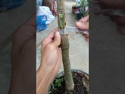 Kỹ thuật ghép và chăm sóc cây mới nhất – The latest technique of grafting and tree care #0746