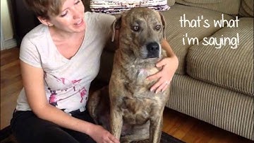 Four Weeks to a Fitter Fido -- Part 1: Shelby Is NOT Amused