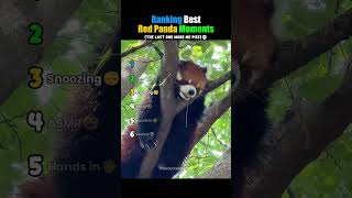 Ranking Best Red Panda Moments 🥹