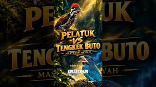 TENGKEK BUTO PELATUK BAWANG MEWAH UNTUK CENDET GACOR