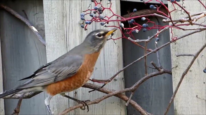 Robin Eating Virginia Creeper Fruit