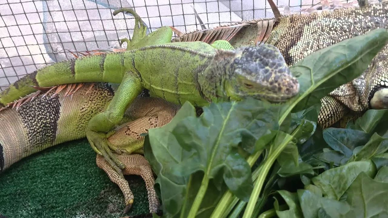 iguana que comen