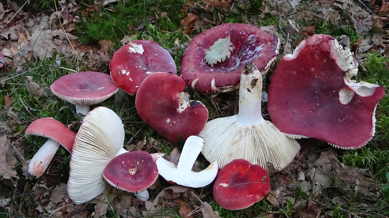 Russula lepida  -  Rosy Brittlegill
