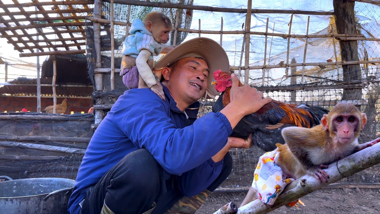 Sơn and the two baby monkeys happily live together on the farm.