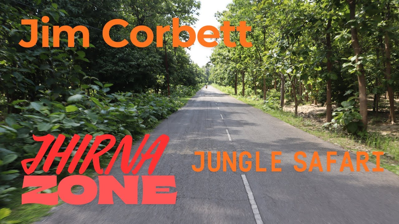 Jim Corbett National Park Safari | Jhirna Zone – Tiger Sighting Paradise | Jhirna Jungle Safari