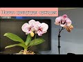 Новая ЦВЕТУЩАЯ орхидея в моей коллекции. Что делать? Как ухаживать?