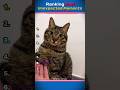 Ranking The Most Unexpected Pet Moments 😱🐶🐱 #shorts #viral #pets