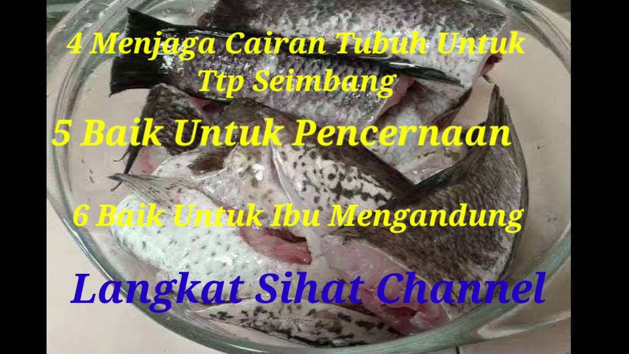 10 KHASIAT IKAN GABUS 