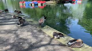 Walking with the ducks in the park #sun #duck #walkthrough #park #enjoy