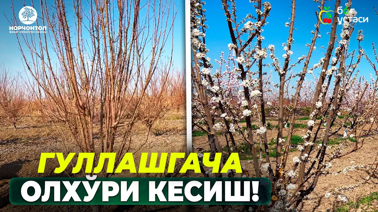 ОЛХЎРИНИ ТЎҒРИ КЕСИБ СЕРҲОСИЛ БОҚҚА АЙЛАНТИРАМИЗ! | ШУҲРАТ АБРОРОВ #shuhratabrorov #olxori #kesish