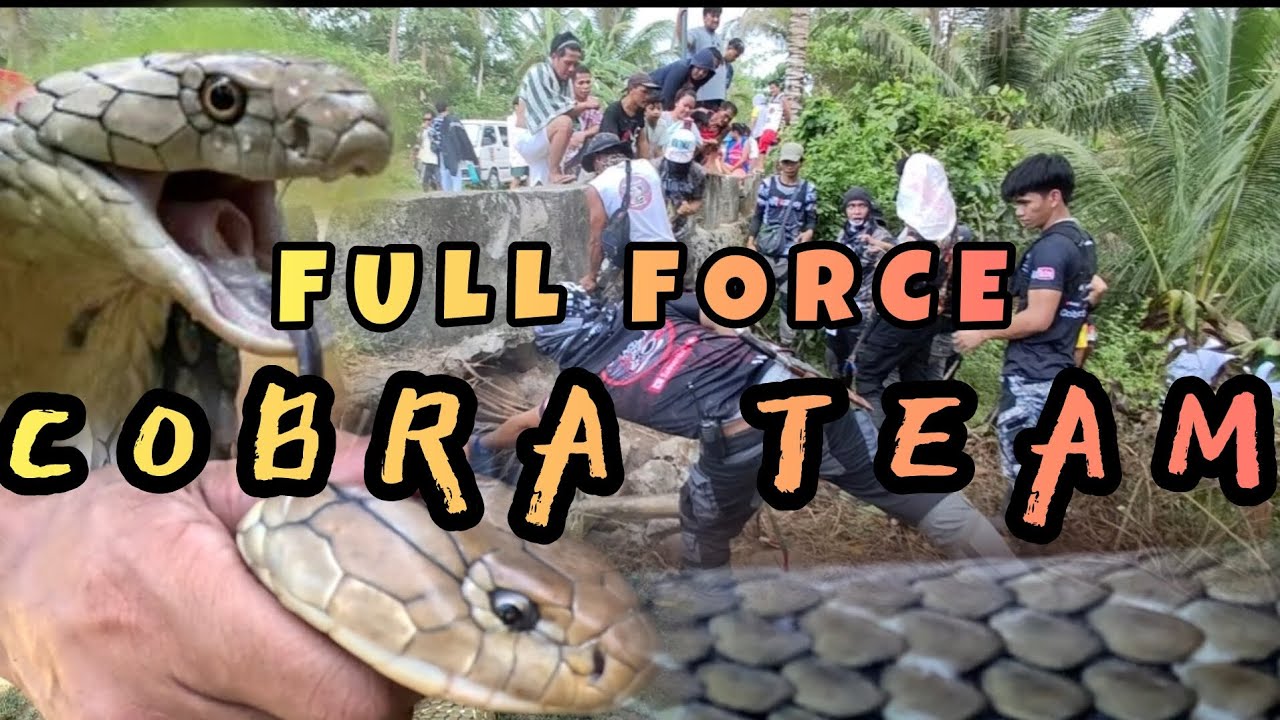 ISA NANAMANG MALA'HALIMAW NA KING COBRA KANINA LANG HAPON 04/5/2024 #cobraking #cobraprince