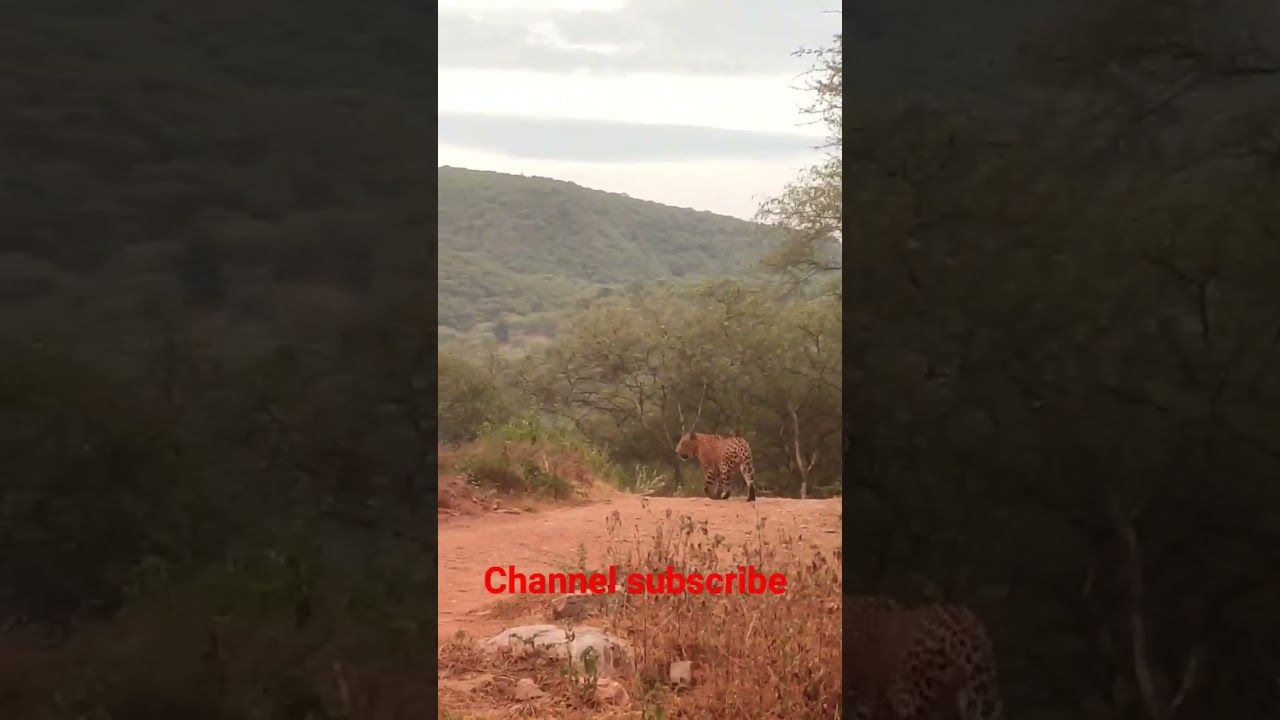 AT amagarh #@ male leopard 🐆🐆🐆