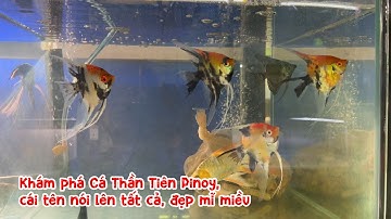 Khám phá Cá Thần Tiên Pinoy, cái tên nói lên tất cả, đẹp mĩ miều